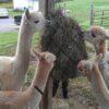 hay nets for Alpaca