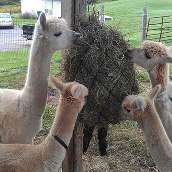 hay nets for Alpaca