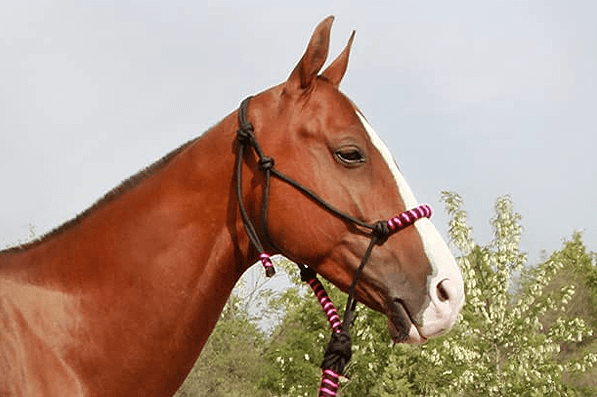 one horse in wholesale