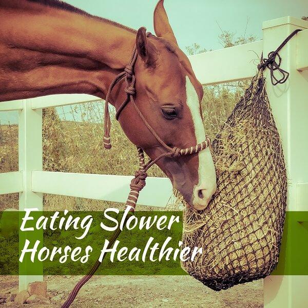 Slow Feed Hay Nets Reduce Waste Regulate Digestion SFN