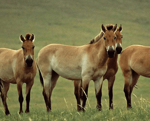 SFN about us horses